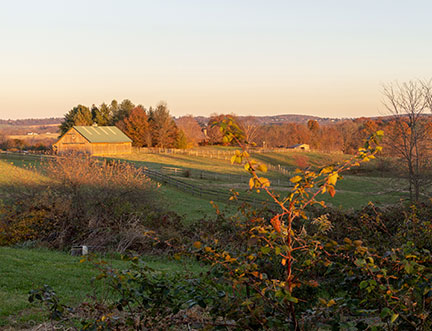Forest in Frederick, MD